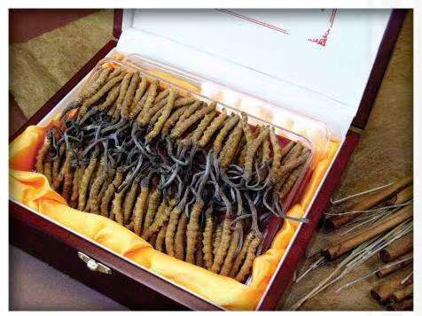 高埗镇冬虫夏草回收